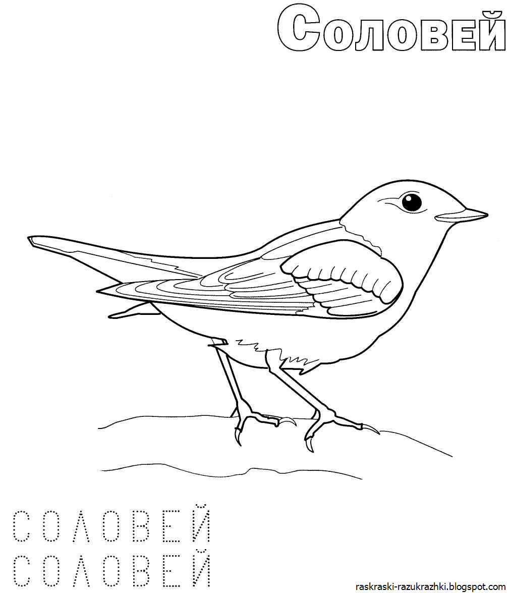 Перелетные птицы раскраска Зяблик