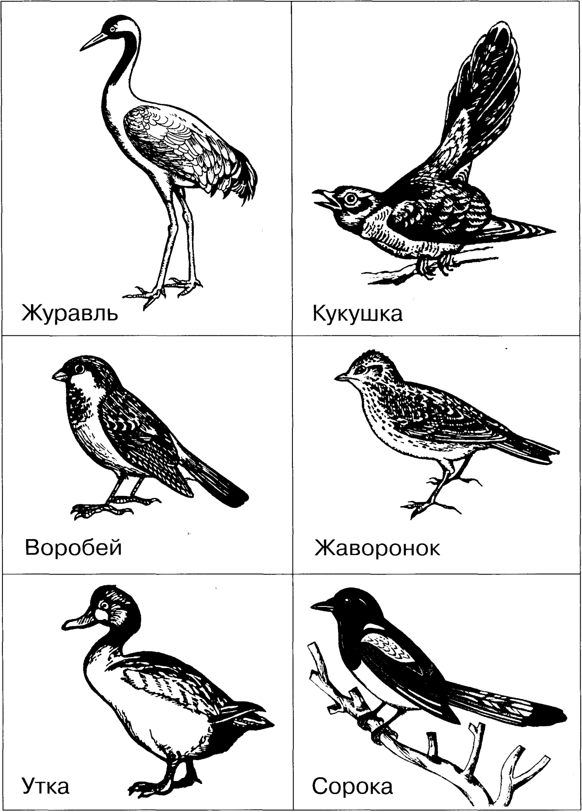 Раскраска птицы перелетные и зимующие
