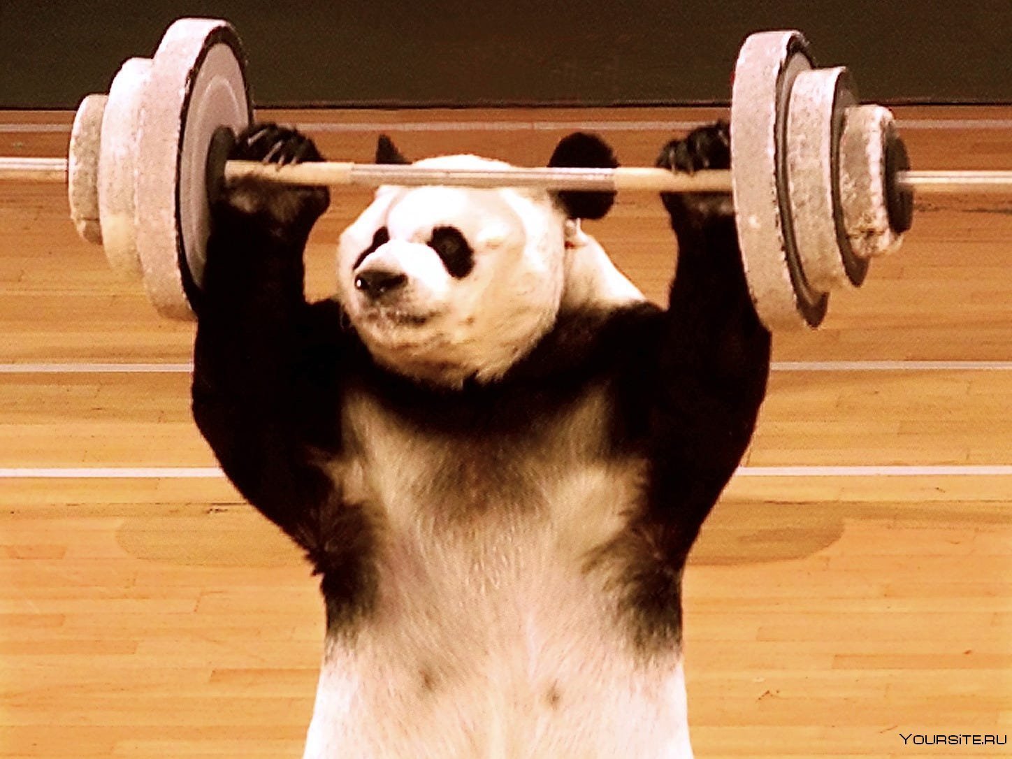 Панда лось. Животные спортсмены. Животные в спортзале. Животные спортсмены смешные. Спортивное животное.