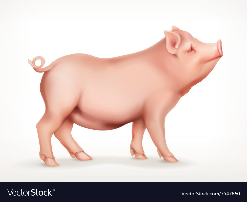 Свинья клипарт