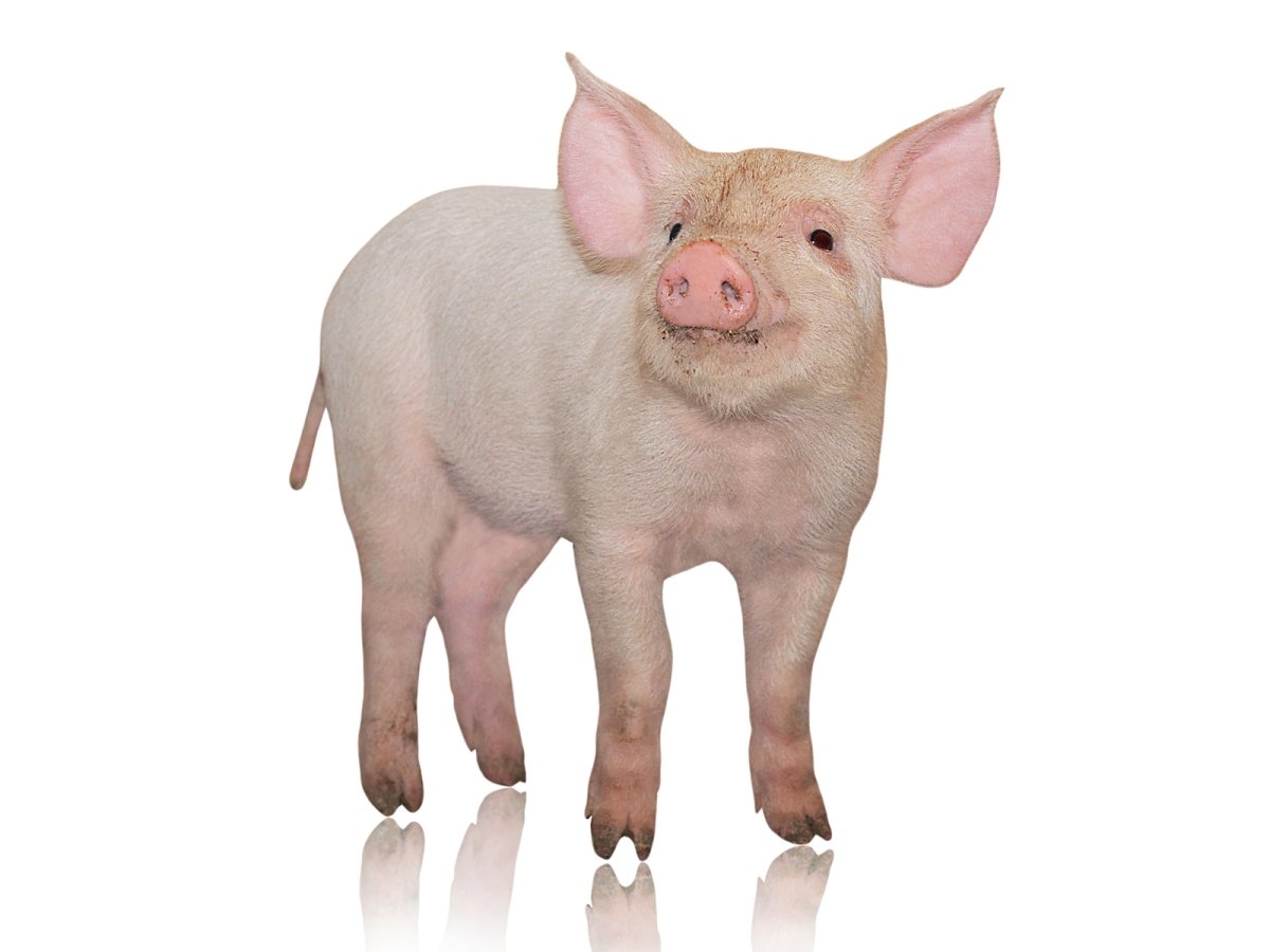 Поросенок на белом фоне