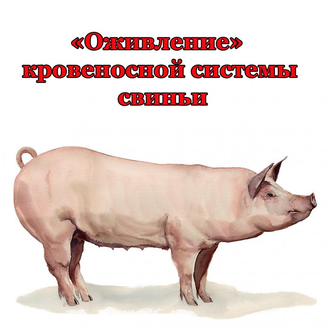 Свинья на белом фоне