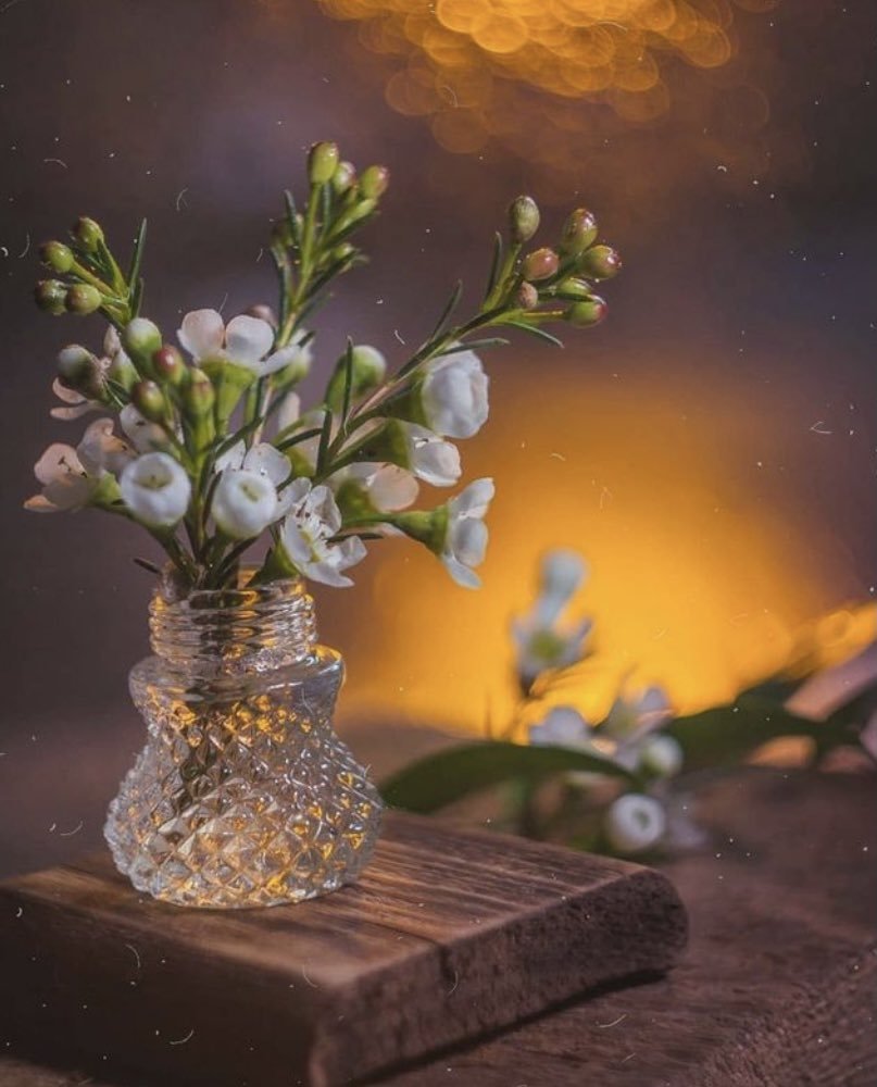 Красивый Вечерний натюрморт