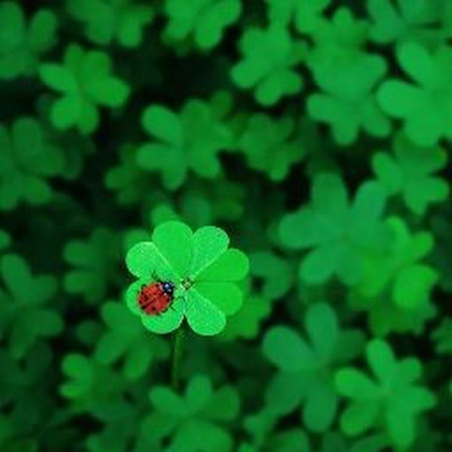 Картинки клевера четырехлистного на заставку