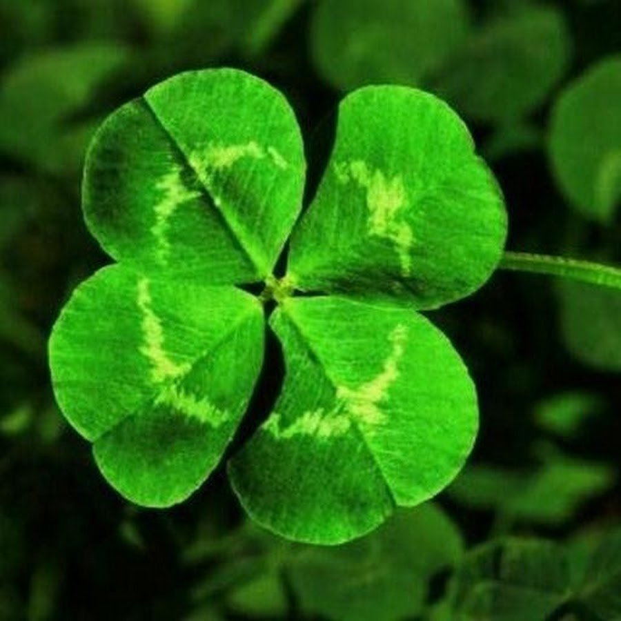 Четырёхлистный Клевер талисман