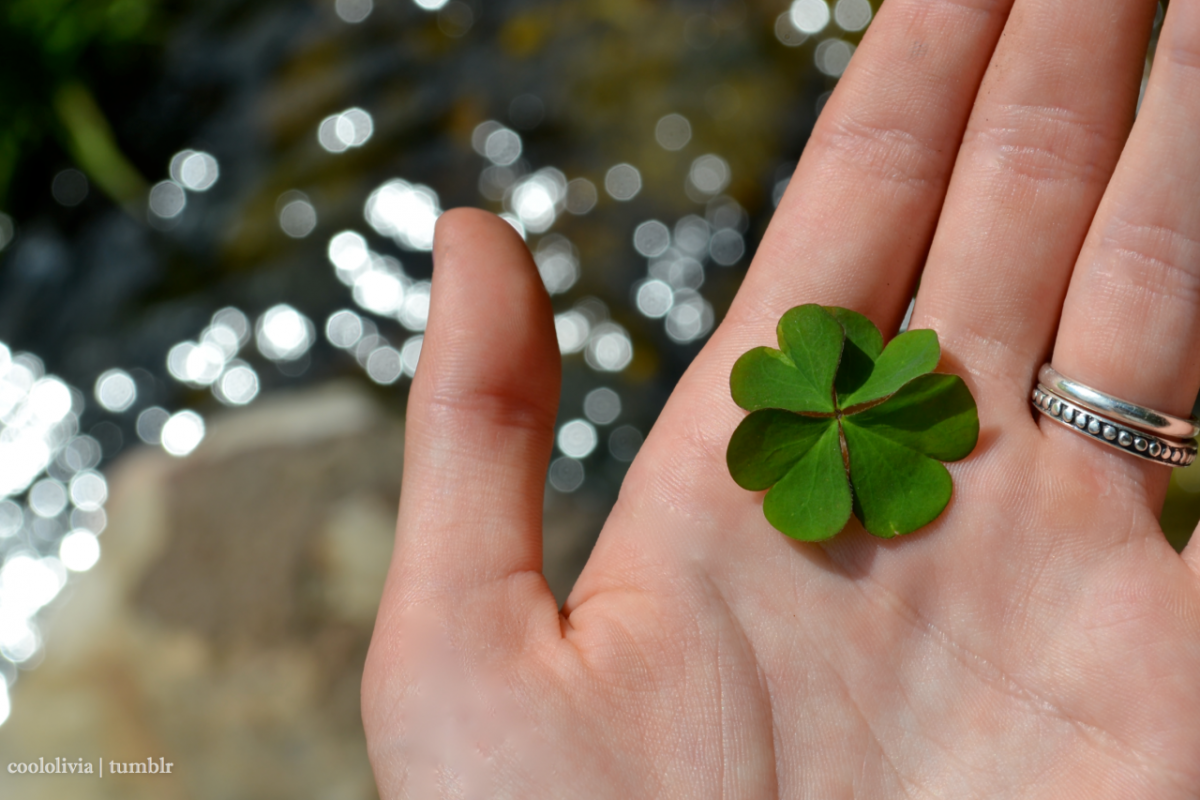 Клевер четырехлистник