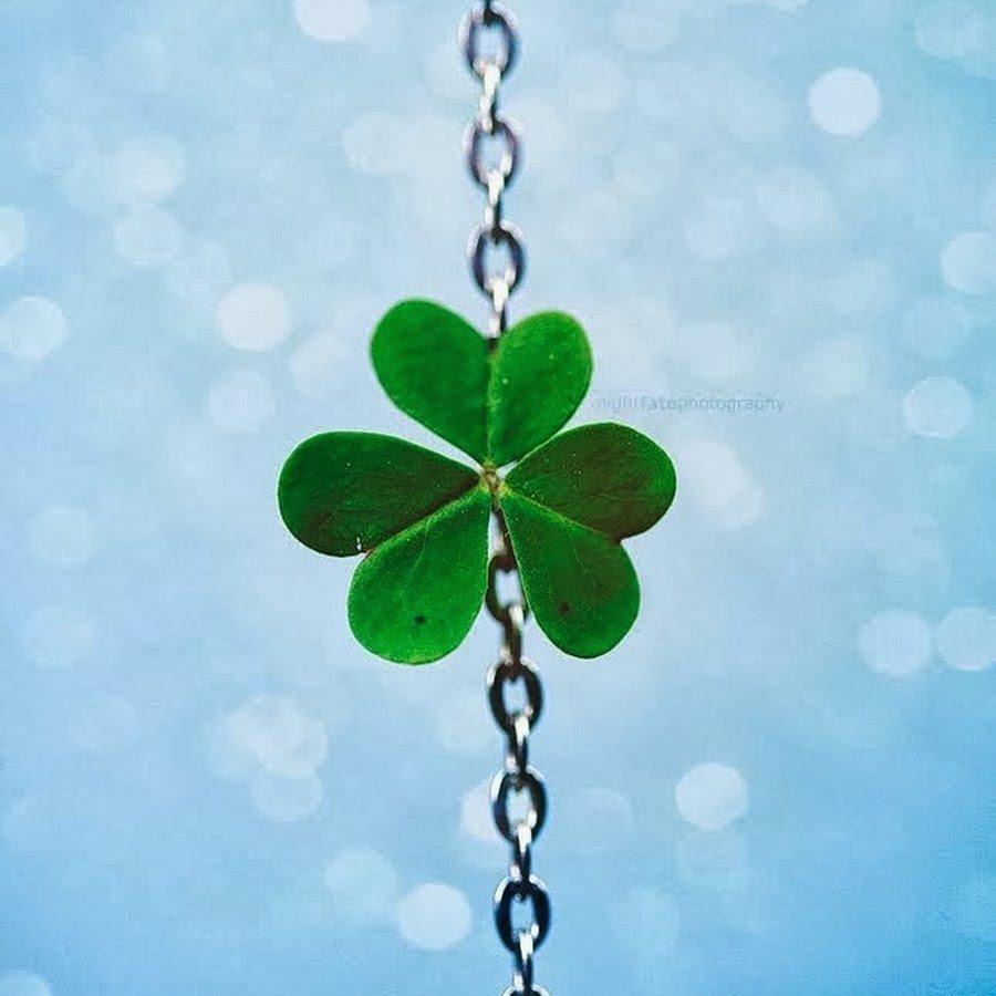 Клевер четырехлистник Эстетика