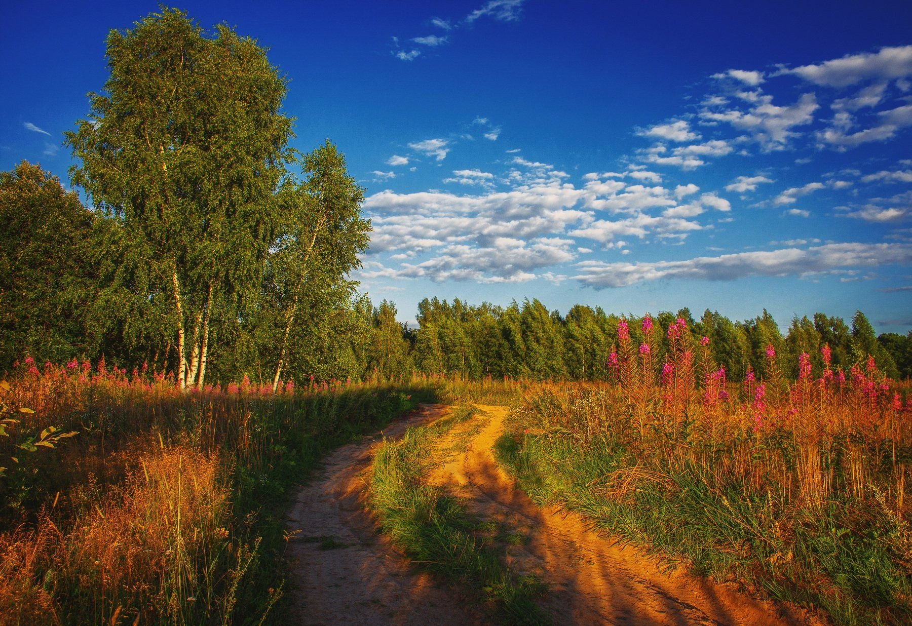 Знойное лето. Красивые летние пейзажи России. Пейзаж средней полосы. Августовские леса. Природа центральной России.