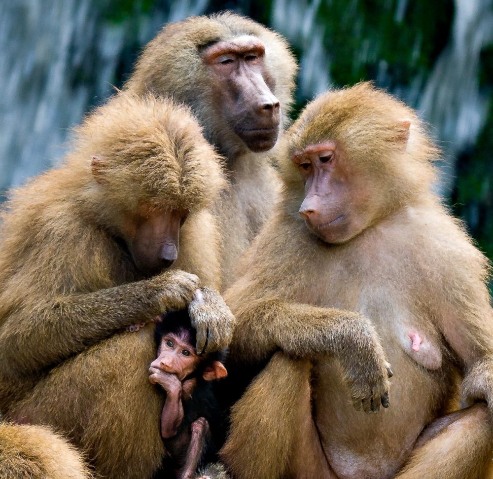 Мой любимый зверь!