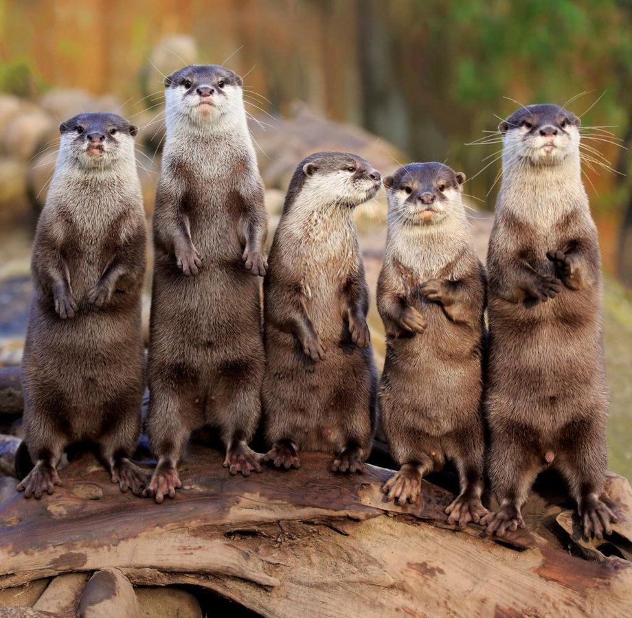 Смешная семейка животных