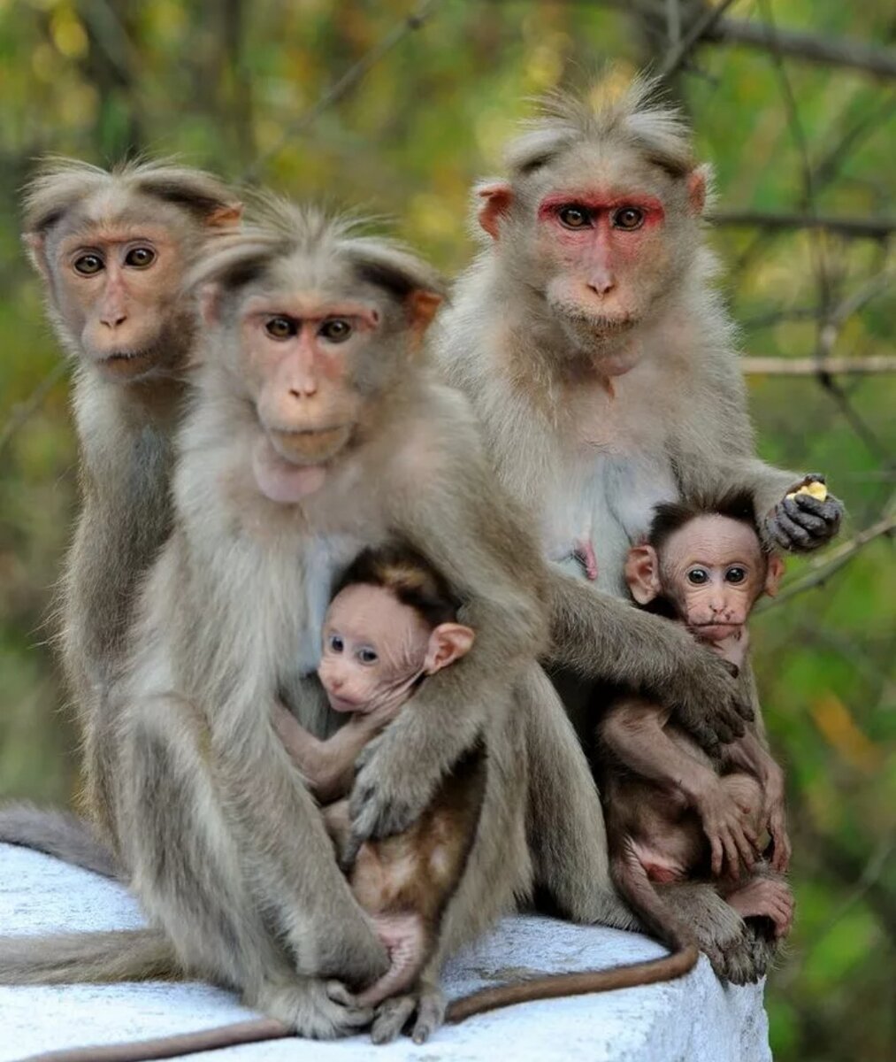 Стая мартышек