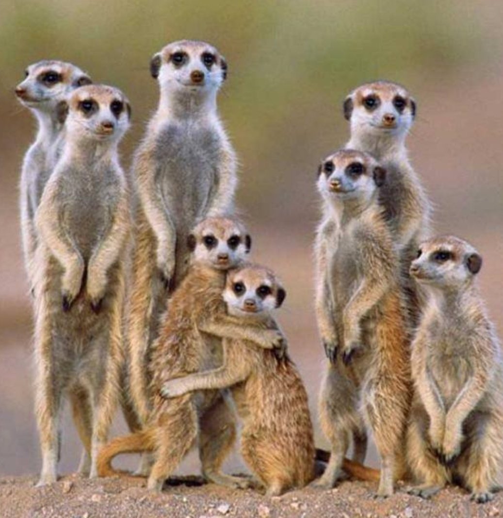 Семейка Фэмили сурикаты