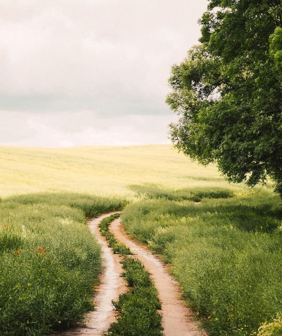 Тропинка в степи