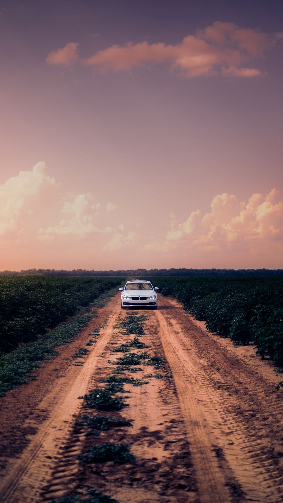 Дорога Полли