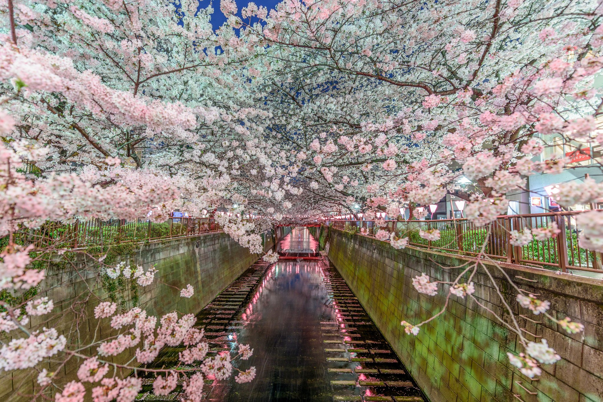 Tokyo blossom