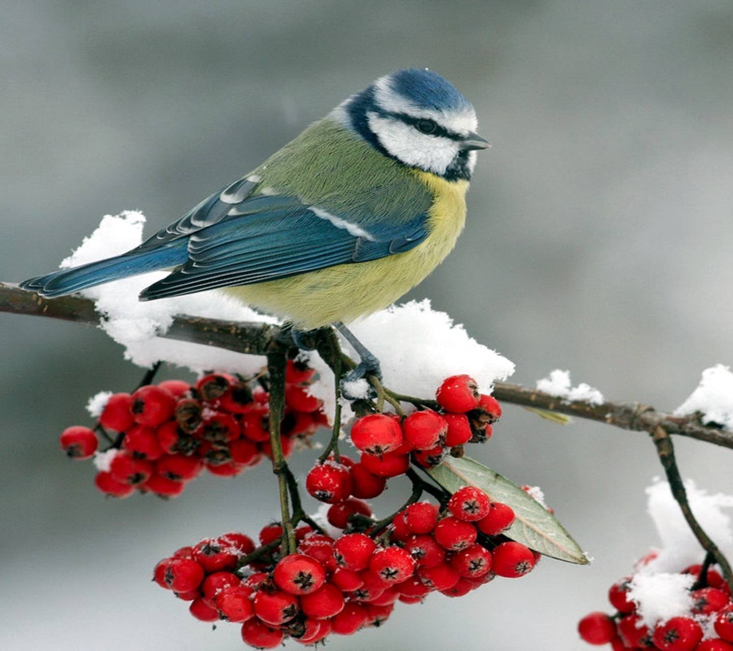 Красная синичка. Синичка лазоревка. Лазоревка зимующая птица. Синица лазоревка зимой. Лазоревка птичка с красной.
