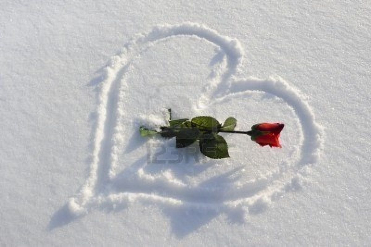 Зама сердце. Цветы в снегу. Цветы зимой. Розы на снегу. Любовные послания на снегу.
