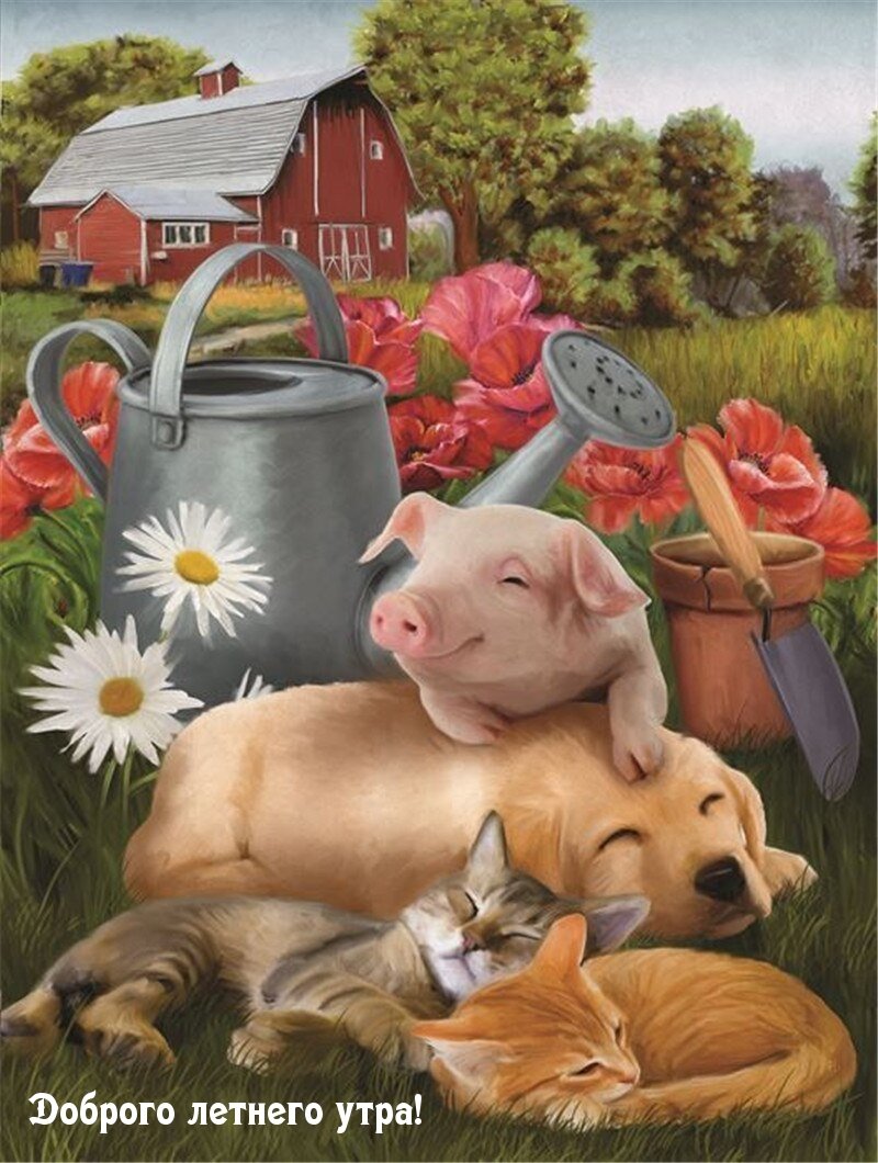 Доброе утро с поросенком картинки