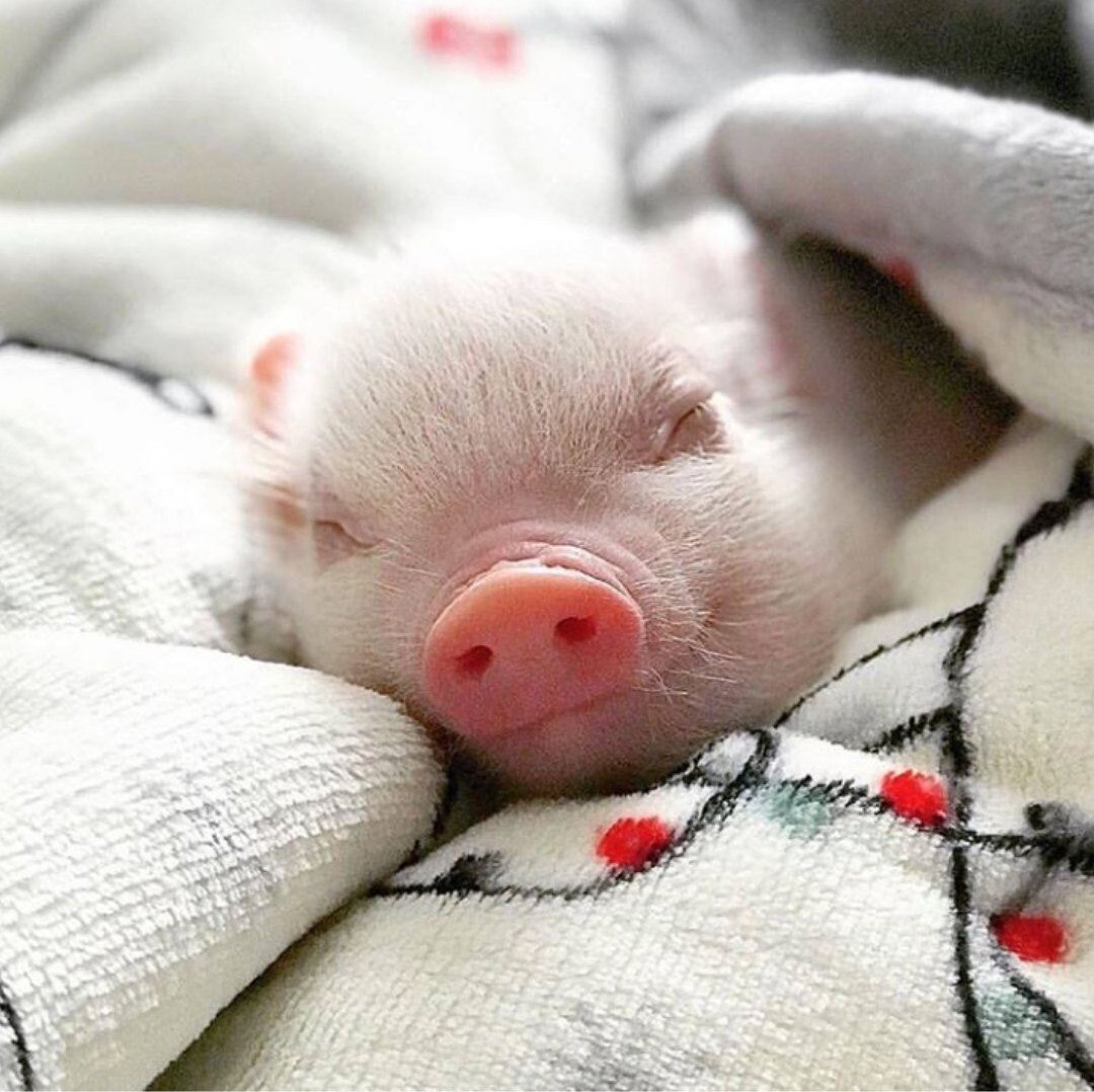 Спящий поросенок