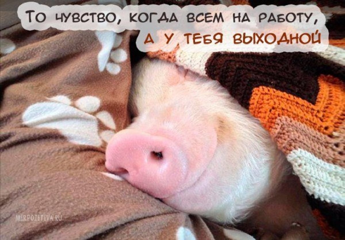Хрюшка спит
