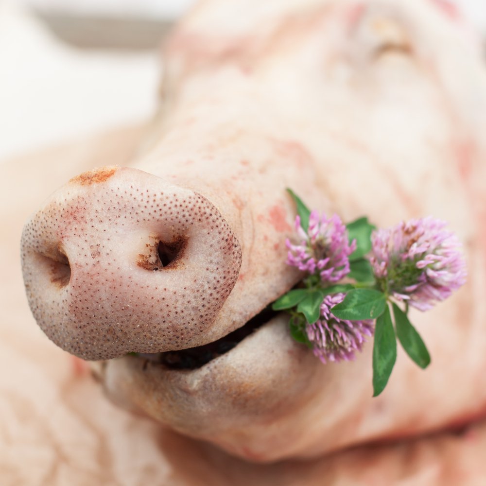 Букет «поросёнок»