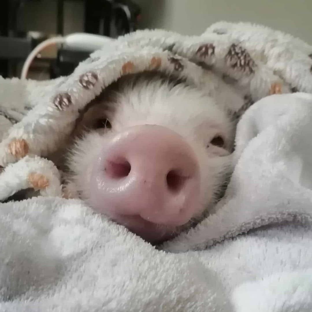 Доброе утро свинья