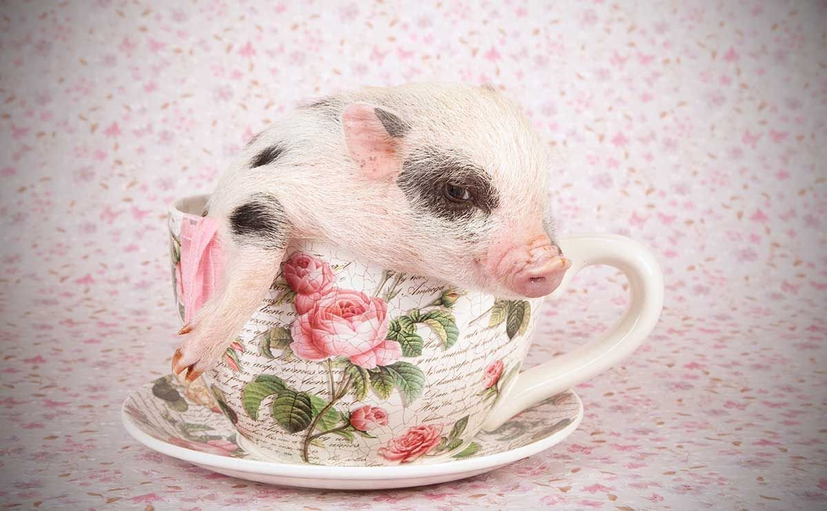 Teacup Свинка