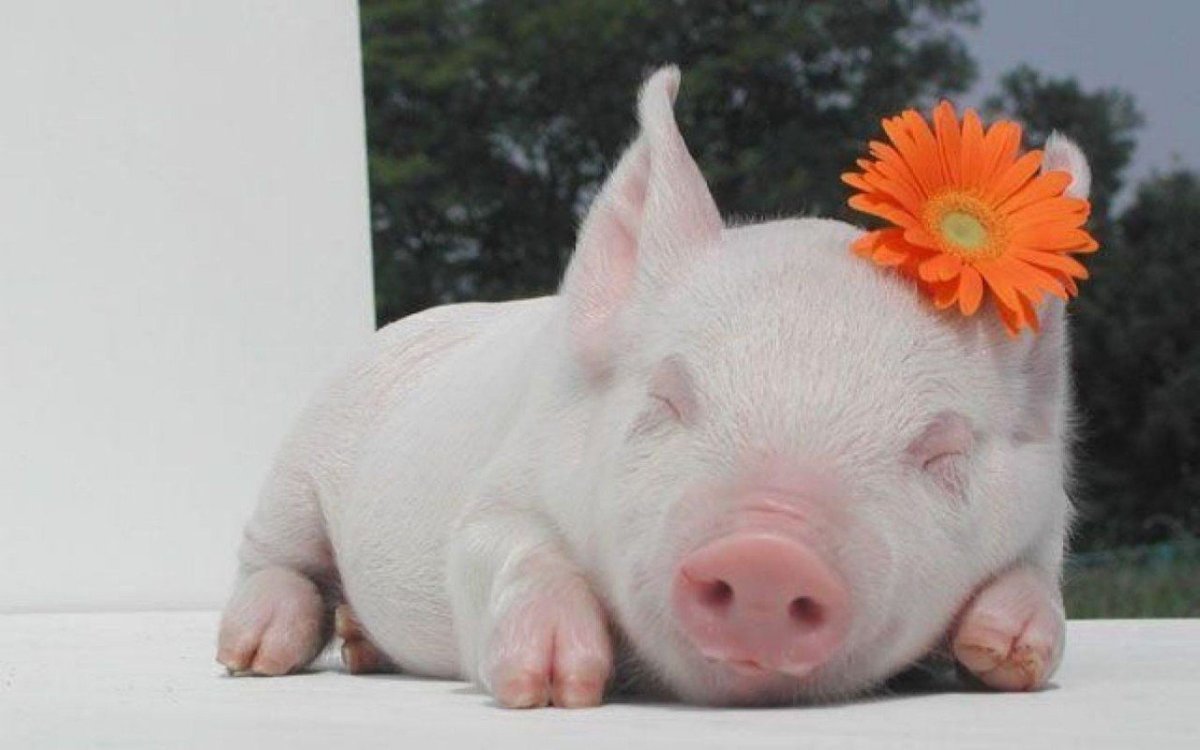 Свинья с поросятами