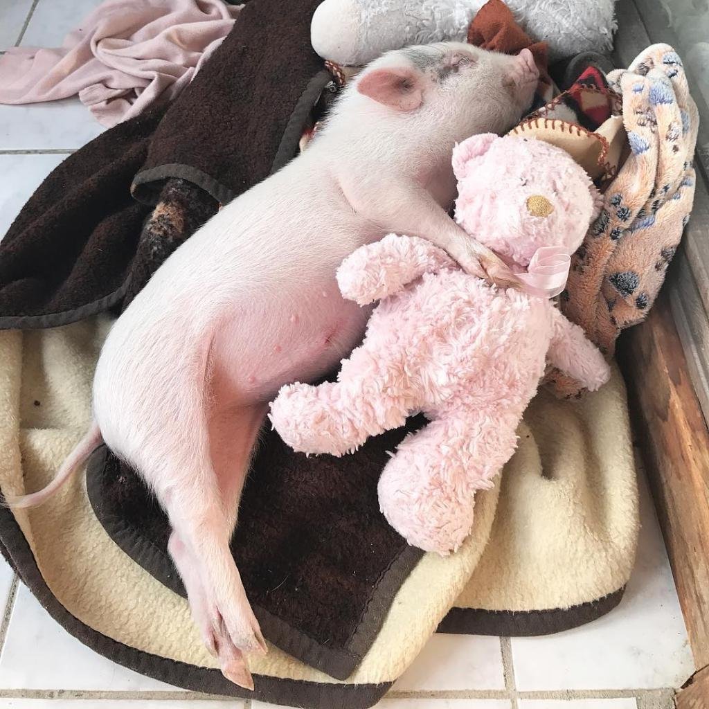 Спящие поросята