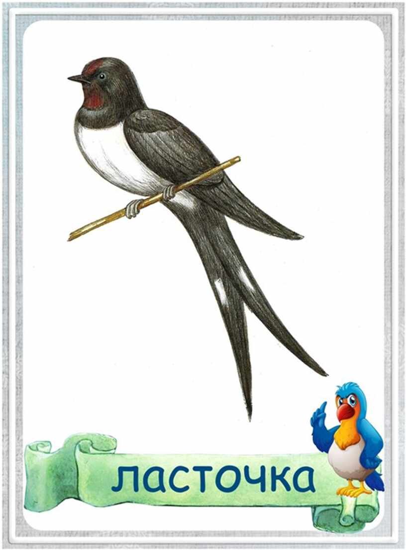 Перелетные птицы для детского сада