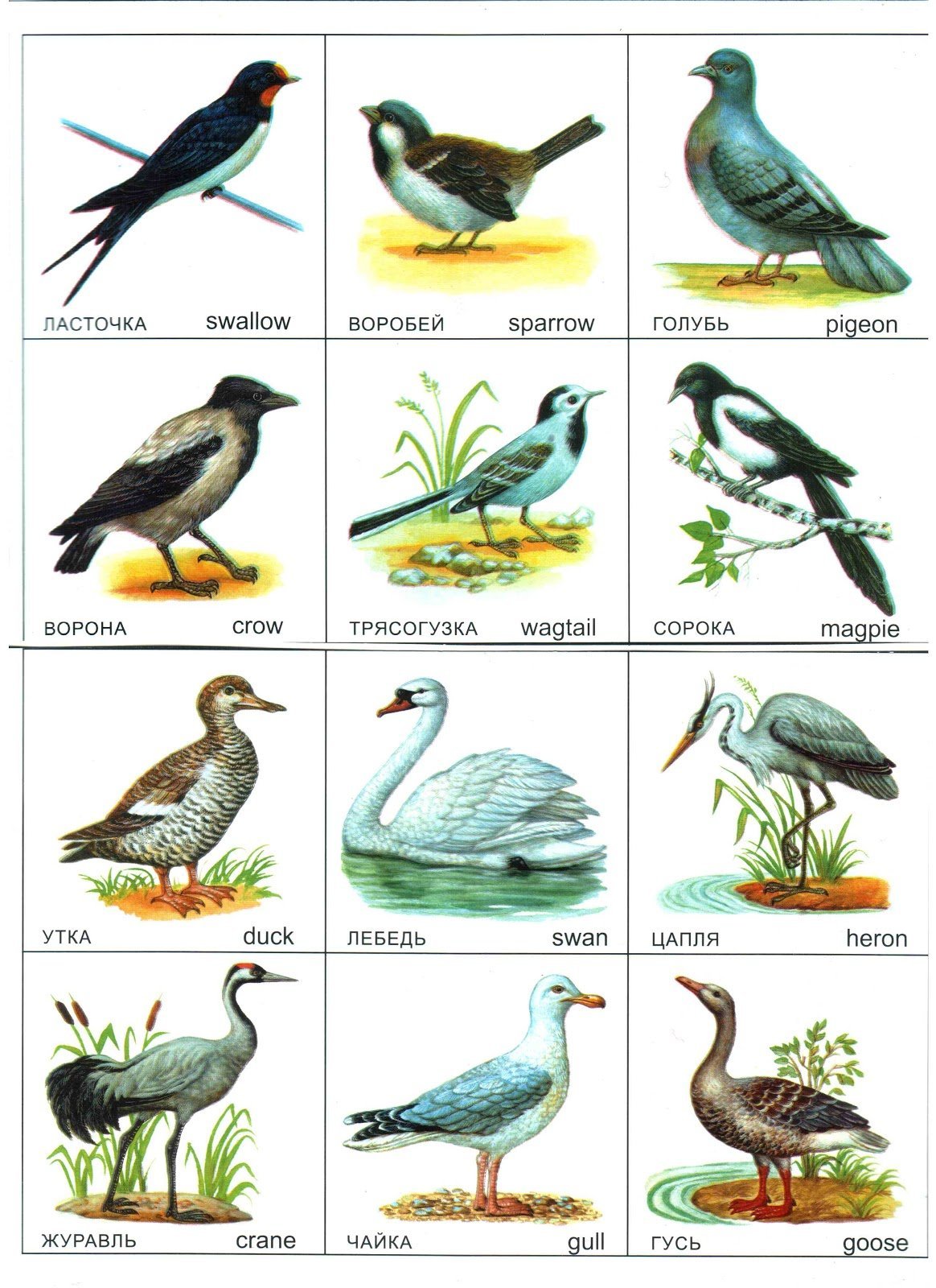 Речные птицы средней полосы России