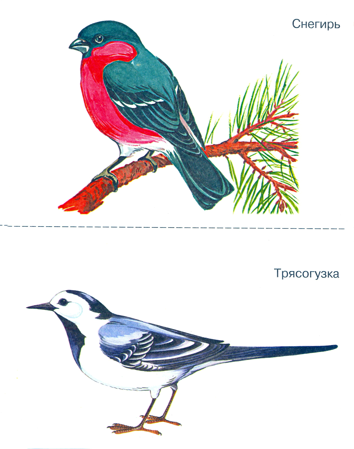 Птицы наглядное пособие
