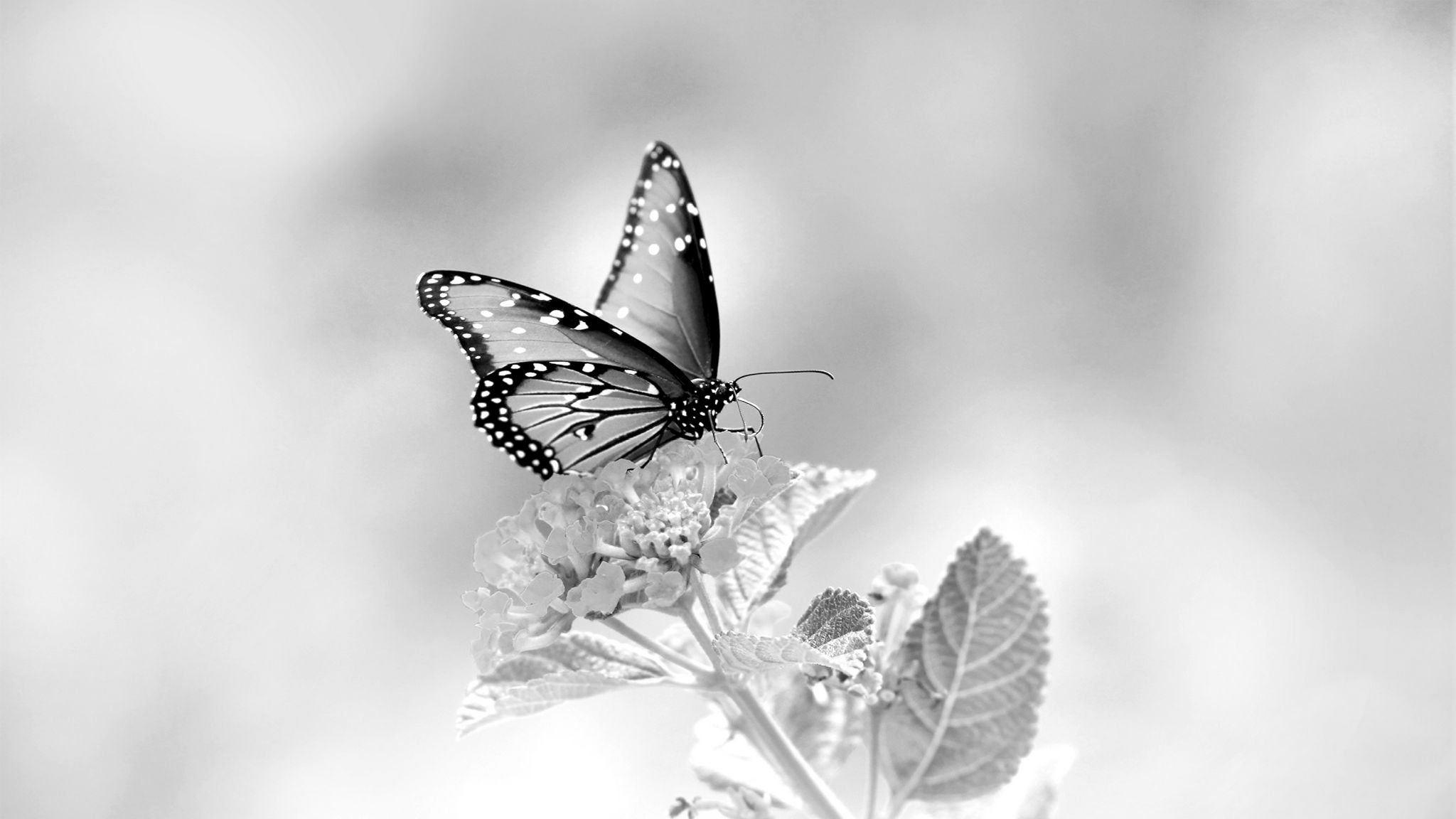 картинки бабочки черные на белом фоне