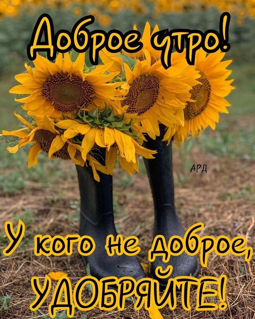 С добрым утром Подсолнухи