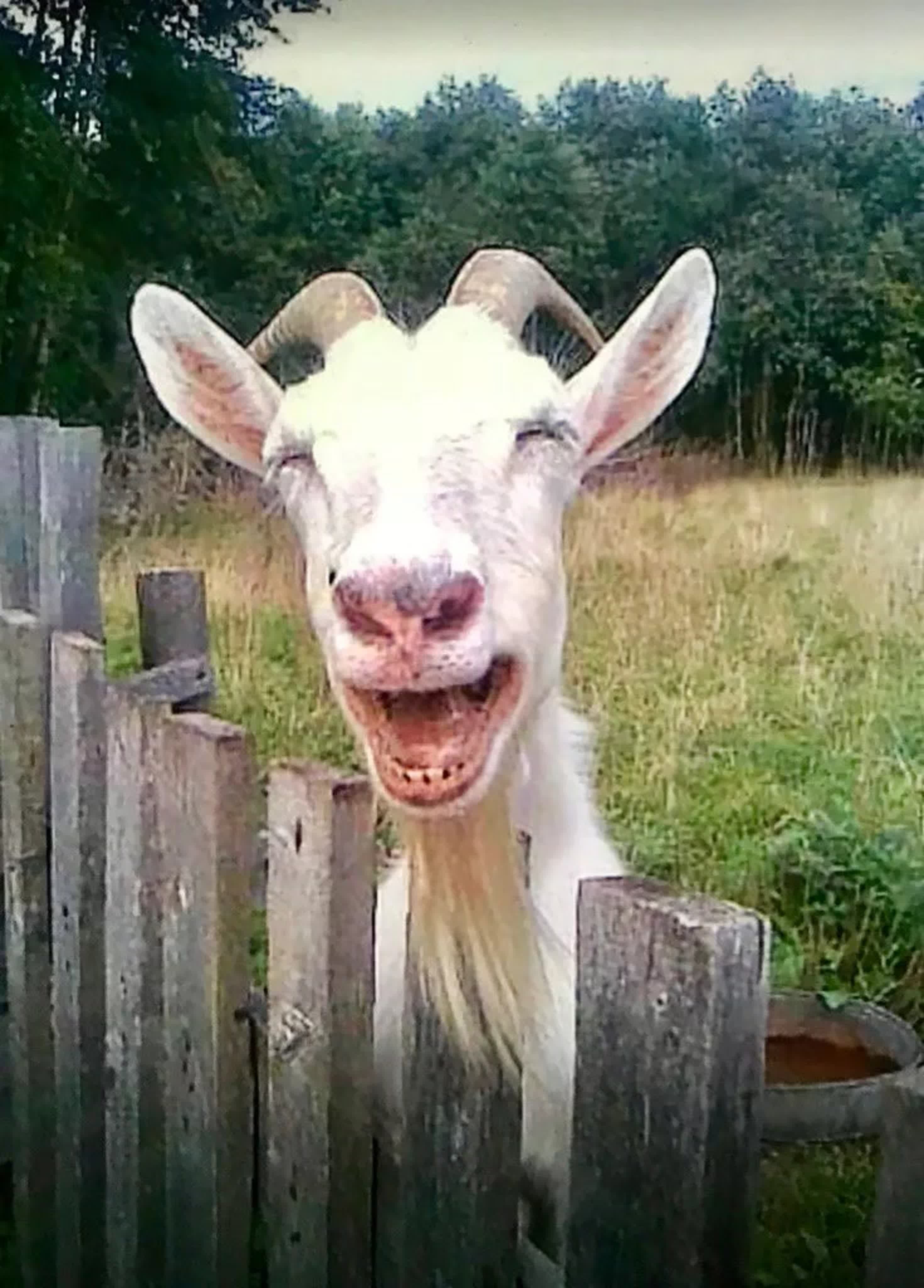 Включи козел 3. Смешной козел. Коза ржет. Забавная коза. Коза улыбается.