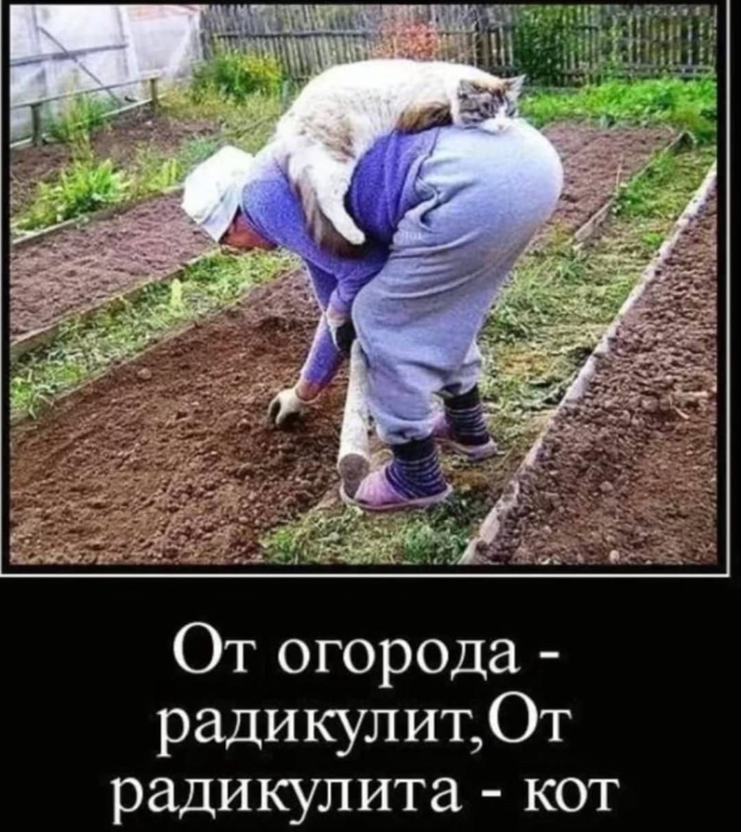 Шутки про дачу