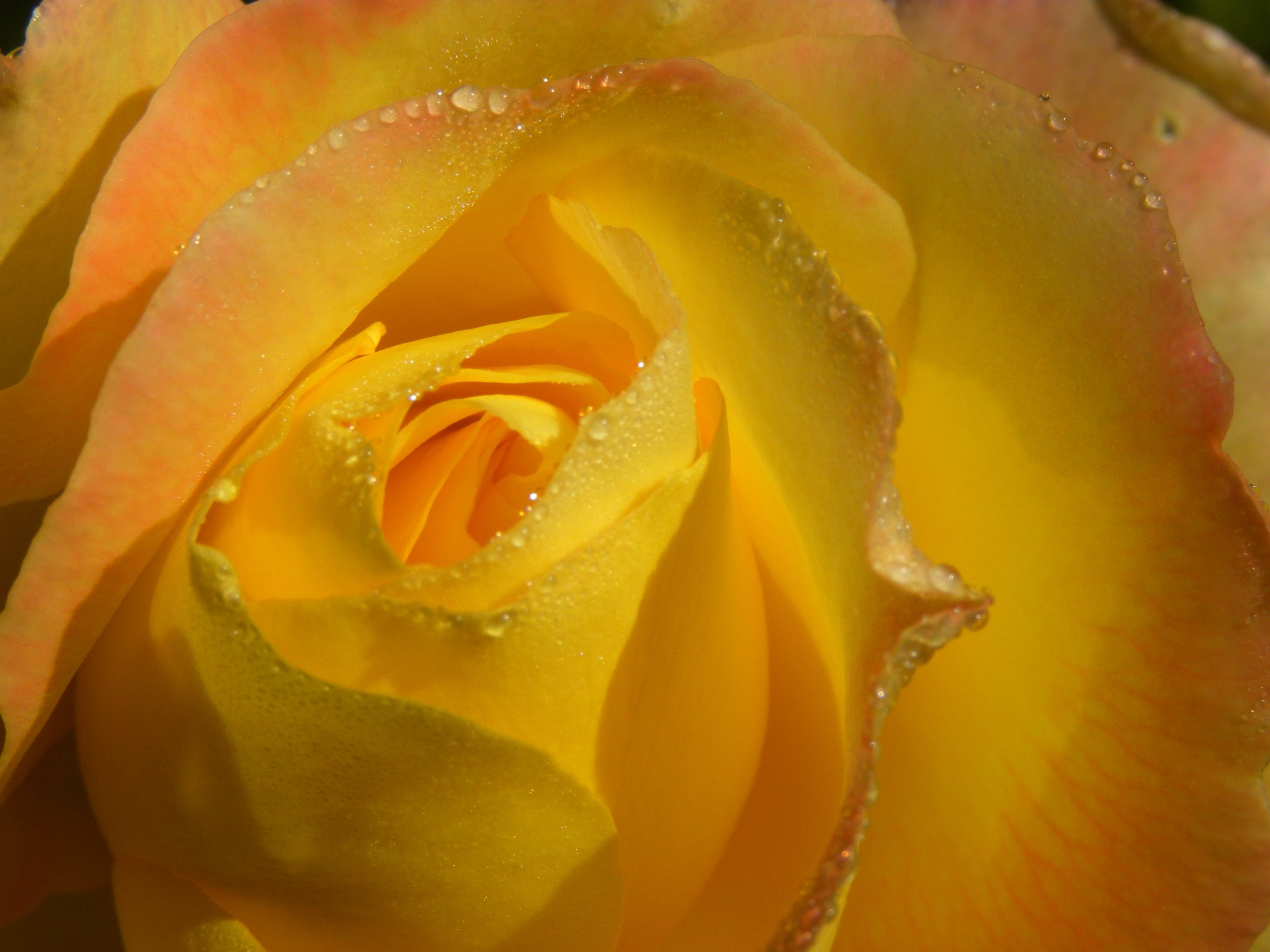 Желтоватые или розовые лепестки. Желтые розы. Лепестки роз жёлтые. Розочка желтая с. Желтые розы Макросъемка.