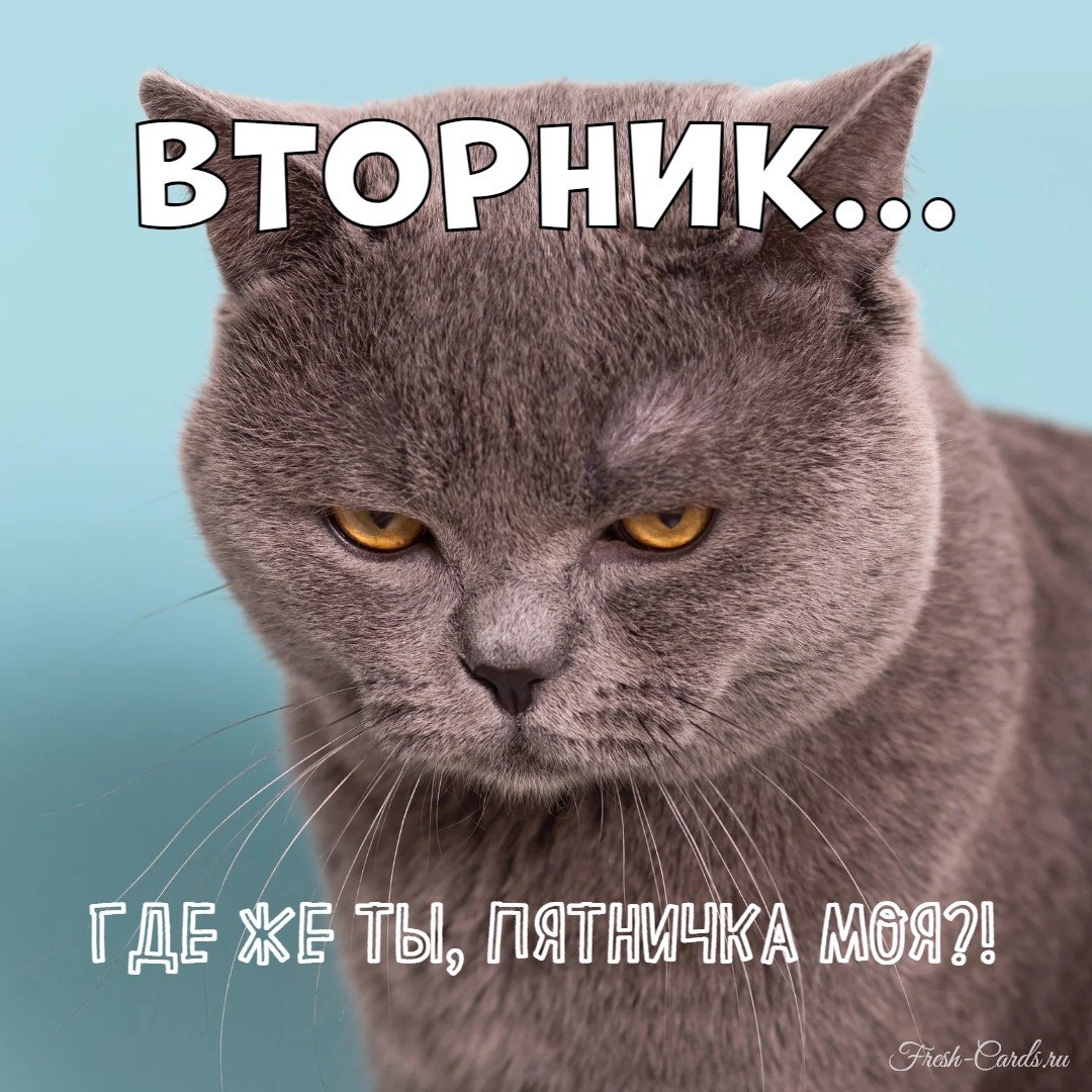 Поздравления со вторником прикольные