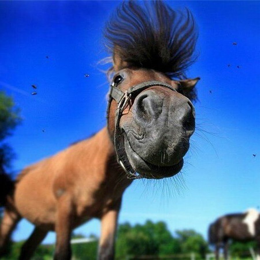 Лошадь прикол