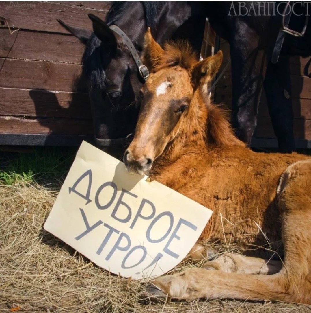 Доброе утро с лошадьми
