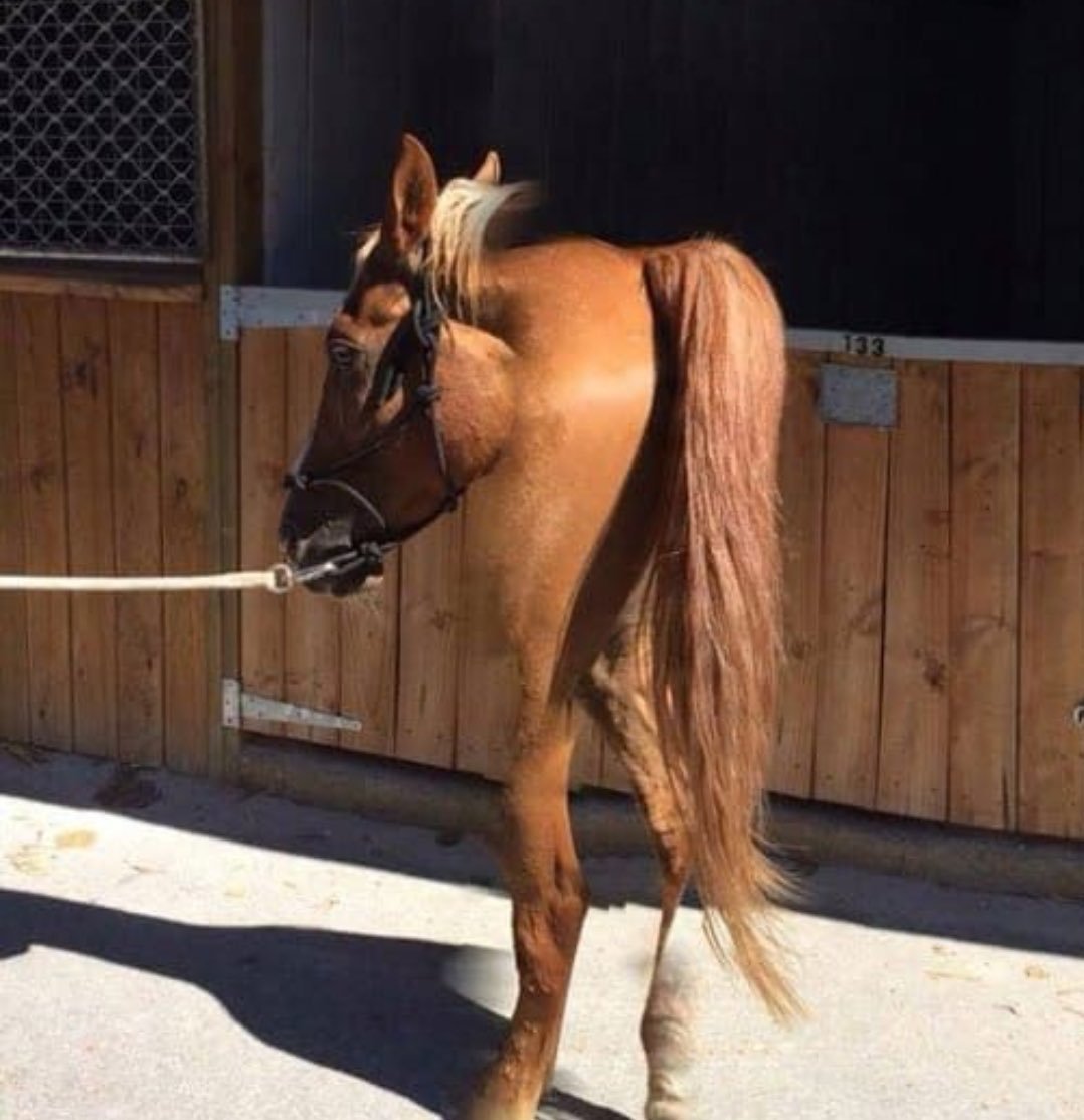 Стремная лошадь