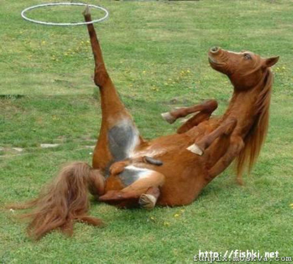 Прикольные картинки конь