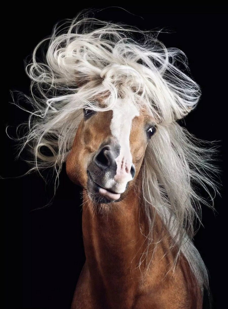 Самые красивые морды лошадей