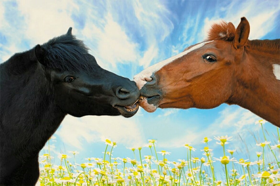 Лошадь пьет чай. Изображение лошади. Доброе утро с лошадьми. Доброе утро с лошадками. Картинки лошадей красивые.