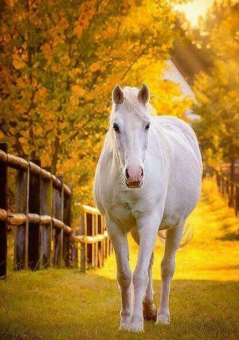 Лошадь осень