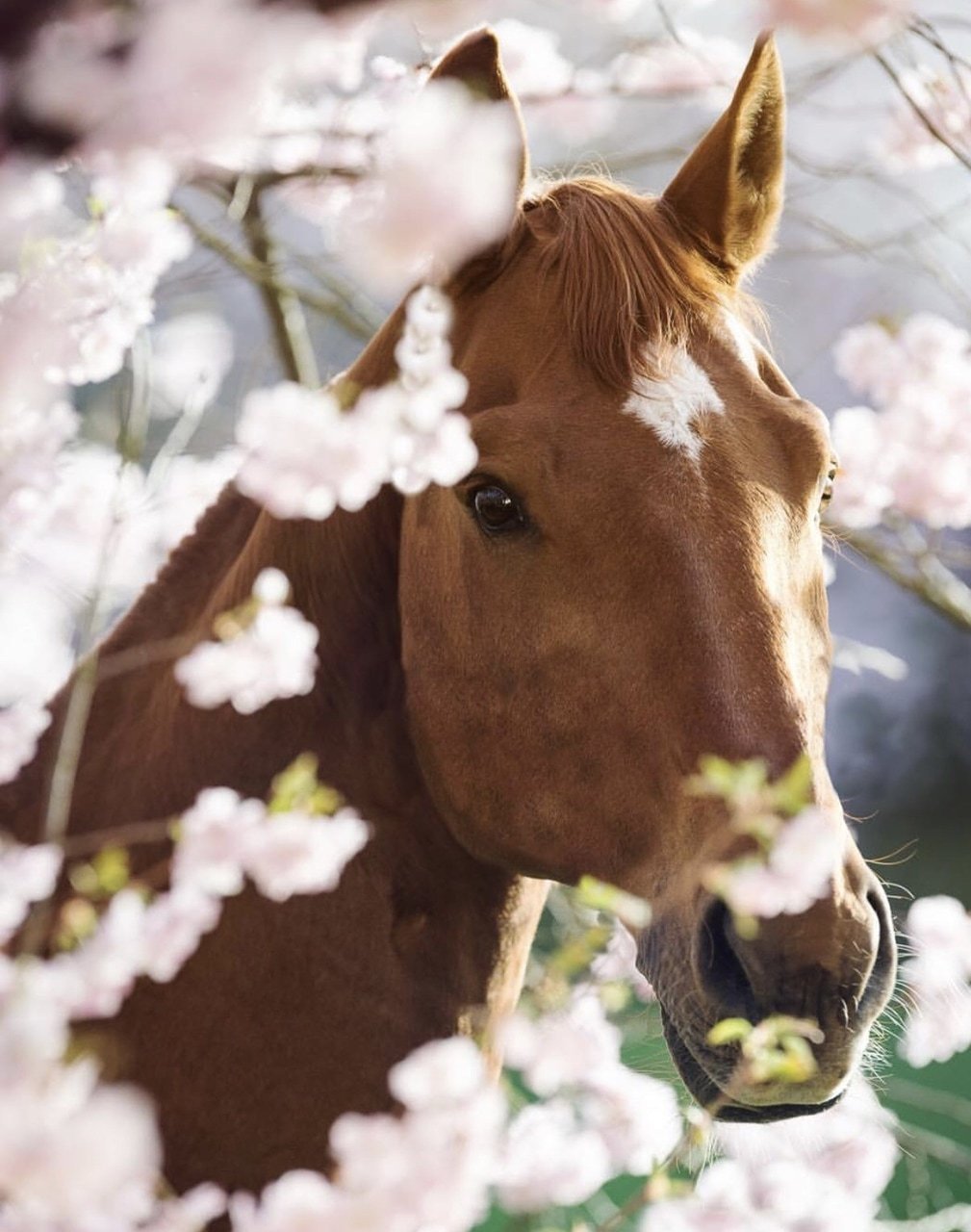 Милые лошади