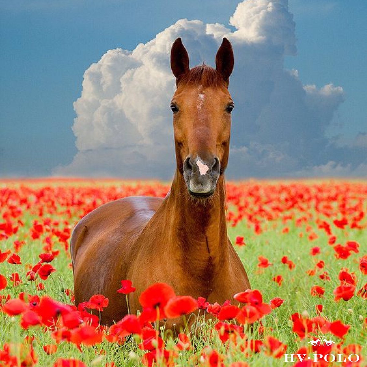 Лошадь в цветах