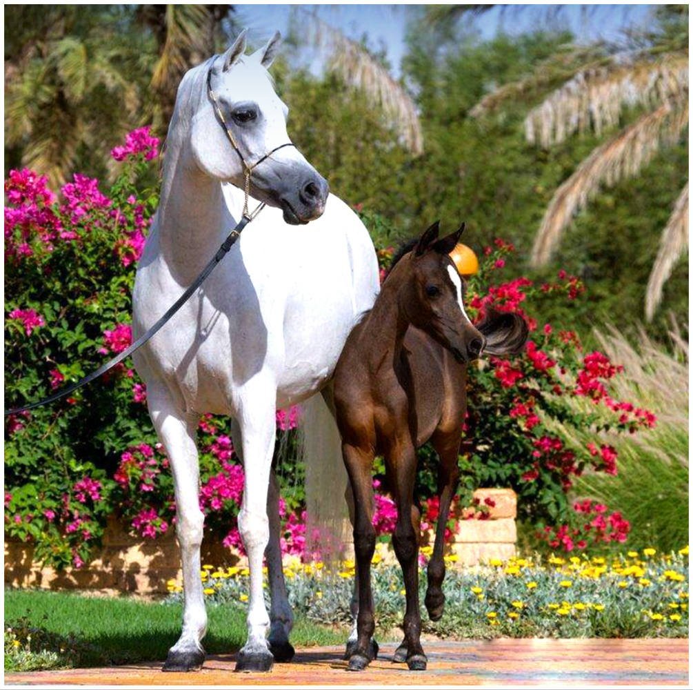 Доброе утро с лошадьми