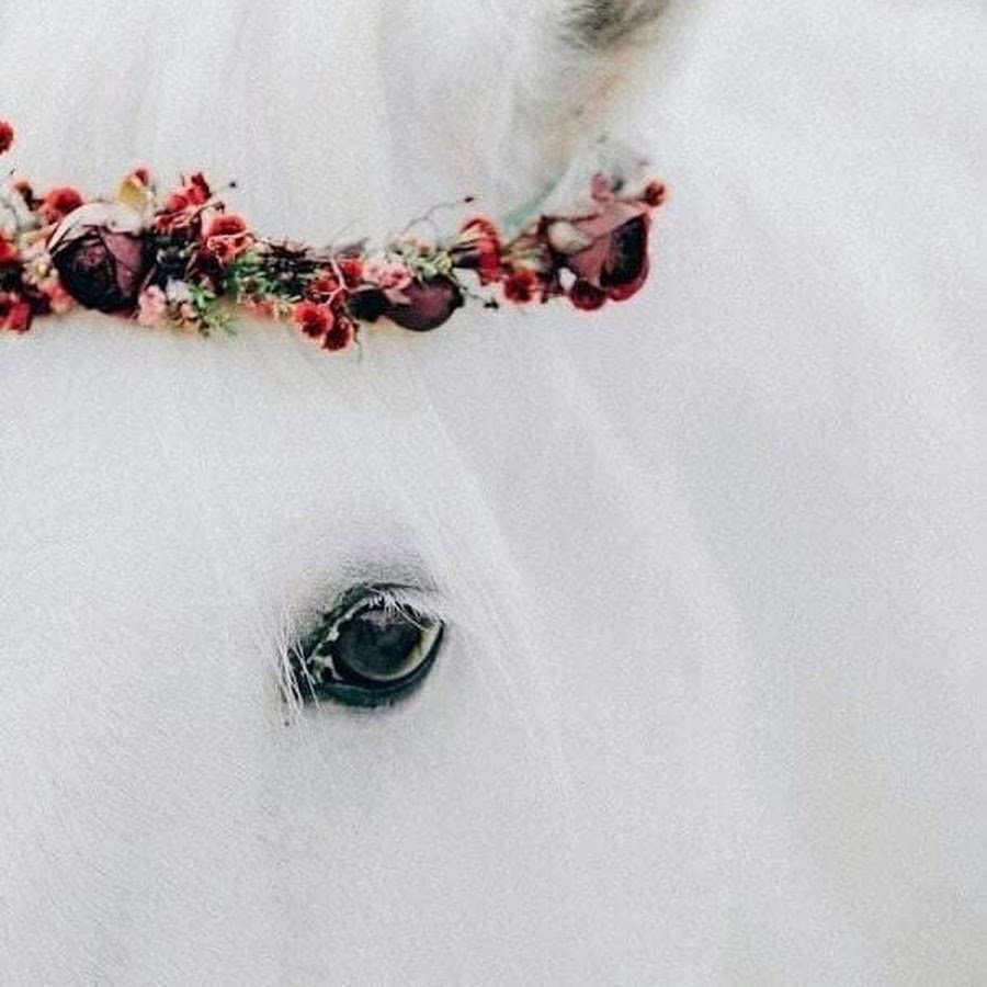 Красивая лошадь с венком