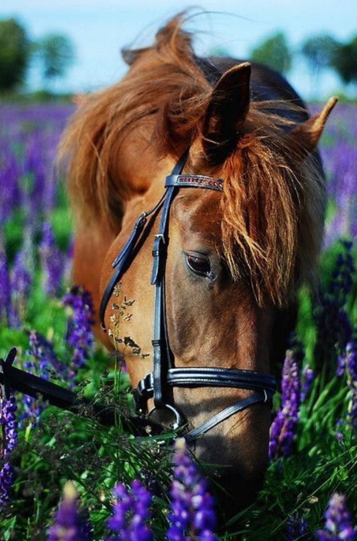 Лошадь в лавандовом поле